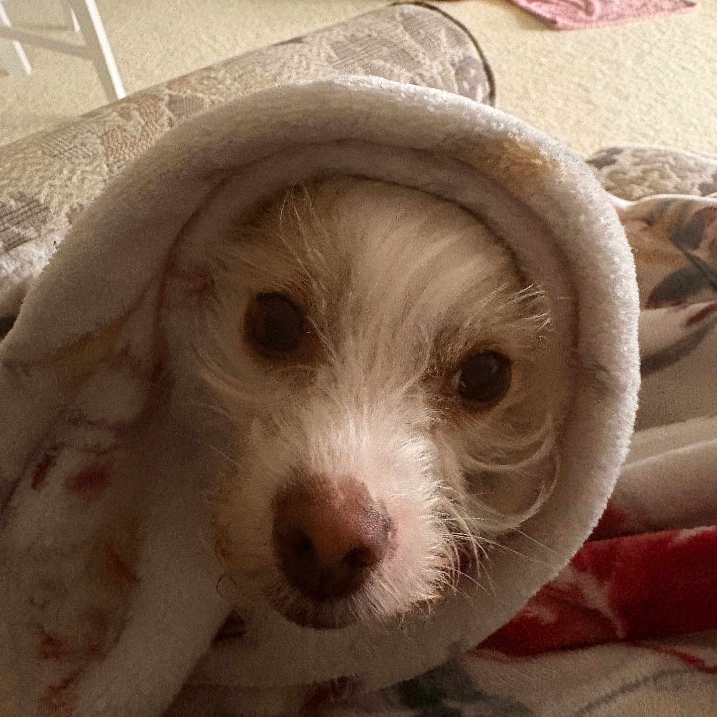 Peaches Hope