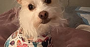Peaches Hope is registered to the contest to win money with this photo: dog, pet, small_dog, white_fur, colorful_clothing, heart_pattern, blanket, indoors, bedroom, television, cozy, cute, curious, fur, ears, face, animal, companion, portrait, soft_lighting