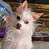 Peaches Hope is registered to the contest to win money with this photo: dog, pet, indoor, carpet, fluffy, white_fur, tan_fur, ears, cute, small_dog, curious, art, colorful, beads, plastic_bag, background, portrait, animal, companion, household