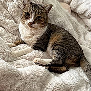 Reggie is registered to the contest to win money with this photo: animal, blanket, cat, closeup, comfort, cozy, cute, domestic, feline, fur, indoor, laying, looking, paws, pet, relaxed, resting, soft, tabby, whiskers