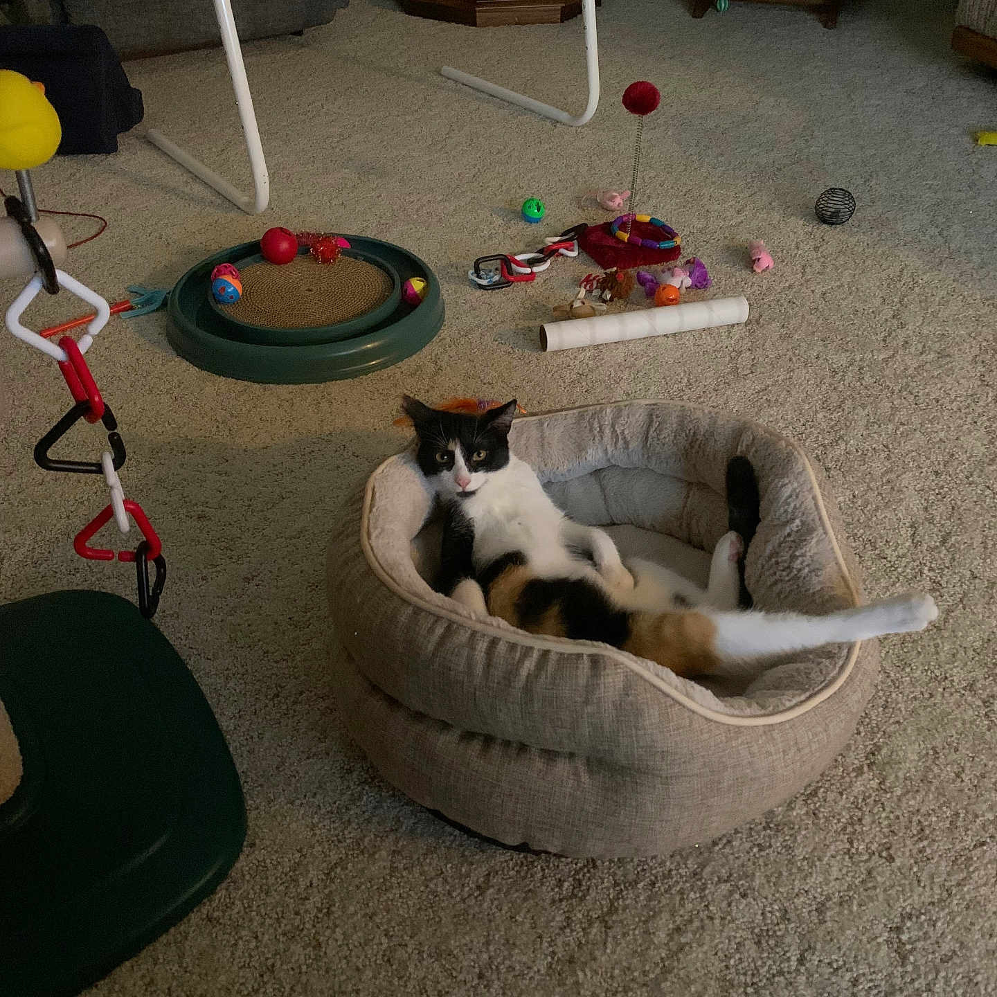 Hazel is registered to the contest to win money with this photo: cat, black_and_white_cat, pet, animal, feline, cat_bed, lounging, lying_down, relaxed, playful, indoor, living_room, carpet, pet_toys, scratching_toy, furniture, home, cozy, funny_pose, photography