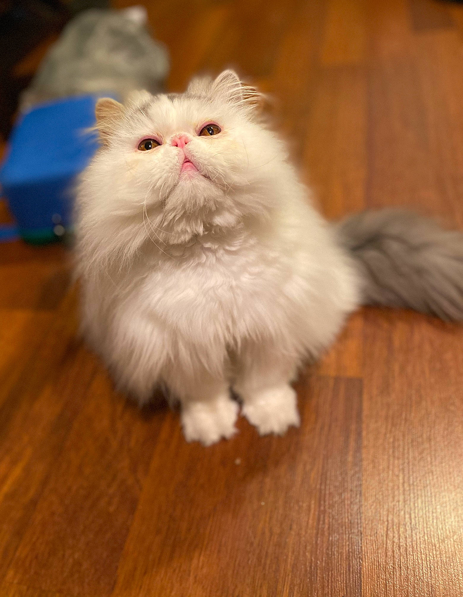 Mr. Bumble is registered to the contest to win money with this photo: british_longhair, carnivore, cat, fawn, felidae, flooring, fur, hardwood, laminate_flooring, paw, persian, small_to_medium_sized_cats, snout, tail, terrestrial_animal, varnish, whiskers, wood, wood_flooring, wood_stain