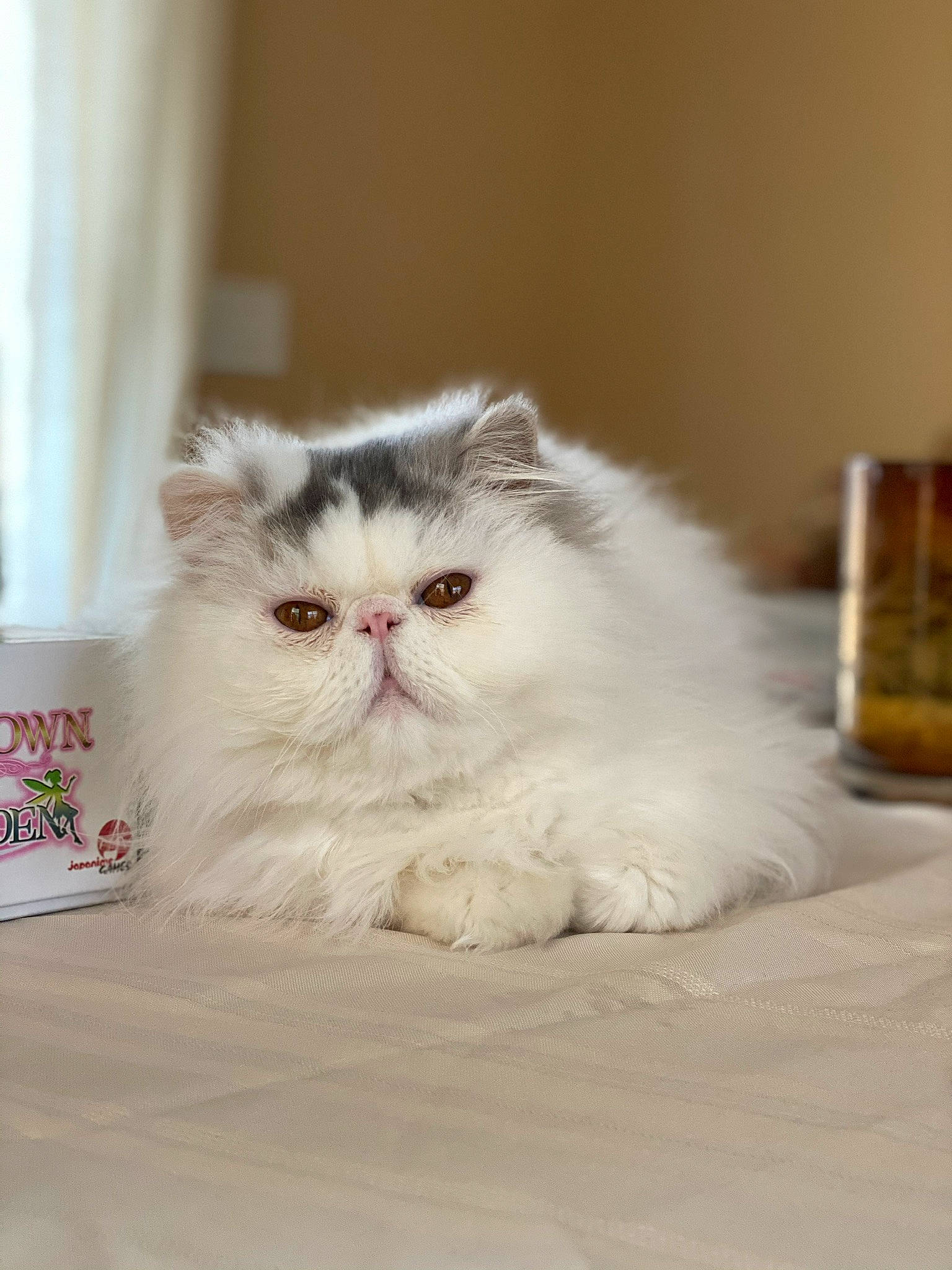 Mr. Bumble is registered to the contest to win money with this photo: carnivore, cat, comfort, fawn, felidae, fur, natural_material, persian, small_to_medium_sized_cats, snout, tableware, terrestrial_animal, whiskers