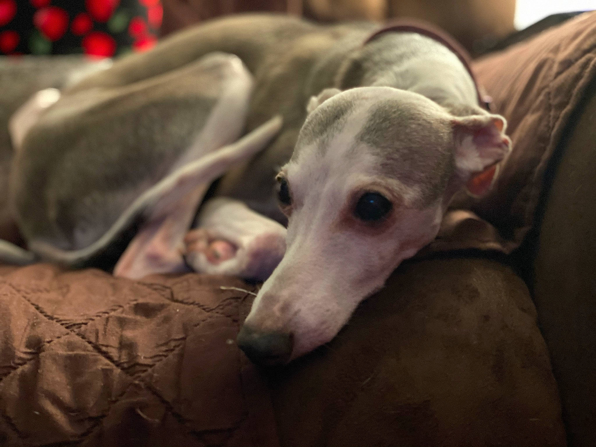 Blueberry is registered to the contest to win money with this photo: canidae, carnivore, comfort, companion_dog, dog, dog_breed, fawn, grey, guard_dog, hortaya_borzaya, magyar_agar, non_sporting_group, polish_greyhound, rampur_greyhound, sighthound, snout, sporting_group, terrestrial_animal, whiskers, working_animal