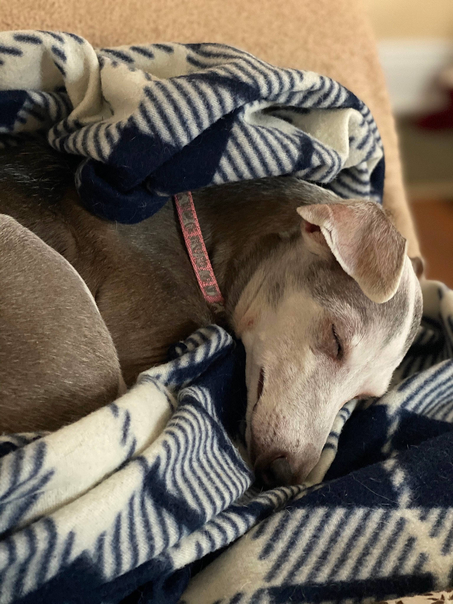 Blueberry joined the competition — help win amazing prizes! carnivore, collar, comfort, companion_dog, dog, dog_breed, dog_collar, dog_supply, fawn, grey, human_leg, magyar_agar, nap, paw, polish_greyhound, rampur_greyhound, sighthound, toy_dog, whiskers, working_animal