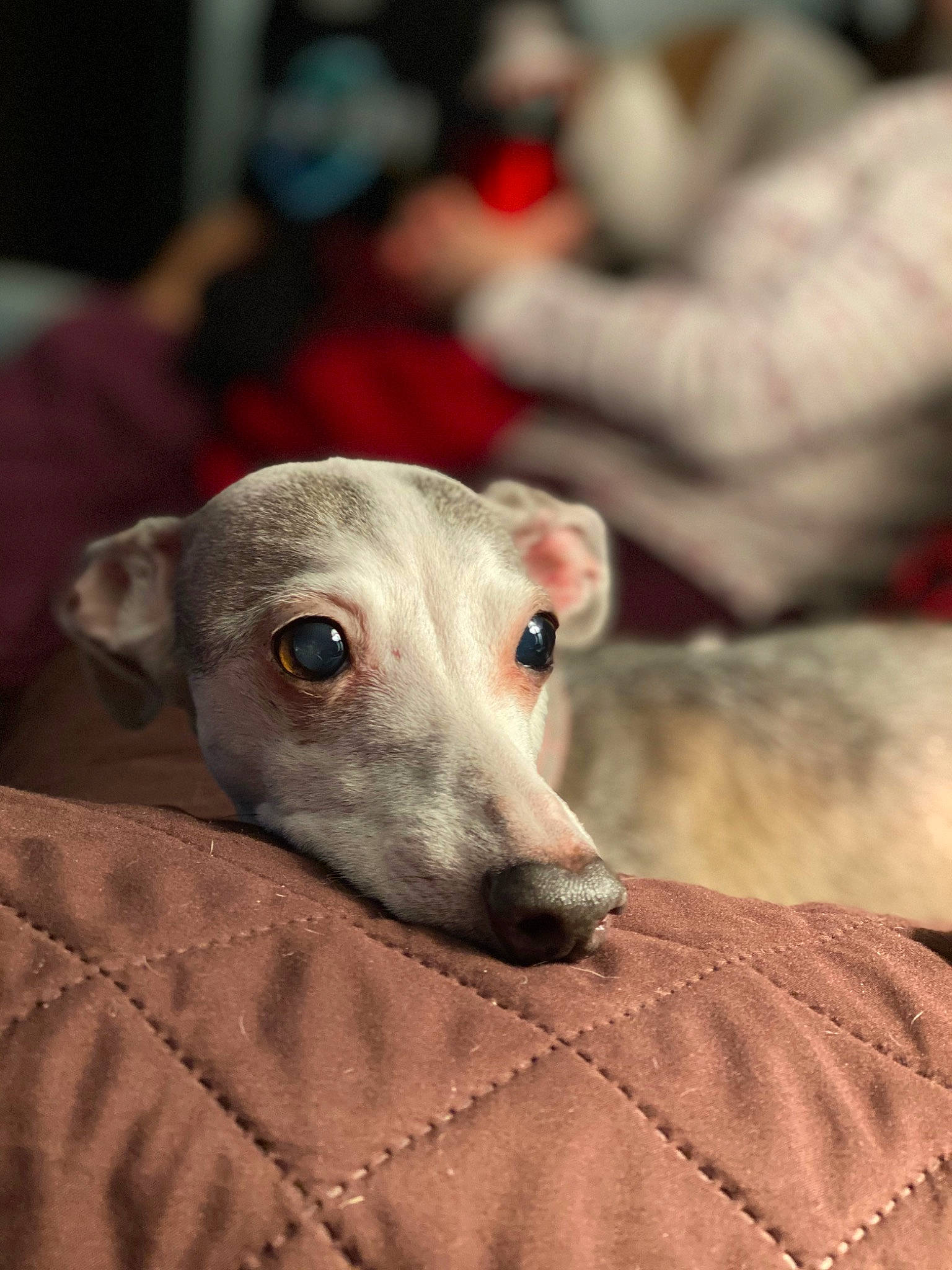 Blueberry is registered to the contest to win money with this photo: canidae, carnivore, companion_dog, dog, dog_breed, fawn, grey, hortaya_borzaya, magyar_agar, non_sporting_group, polish_greyhound, rampur_greyhound, sighthound, snout, sporting_group, terrestrial_animal, whiskers, wood, working_animal