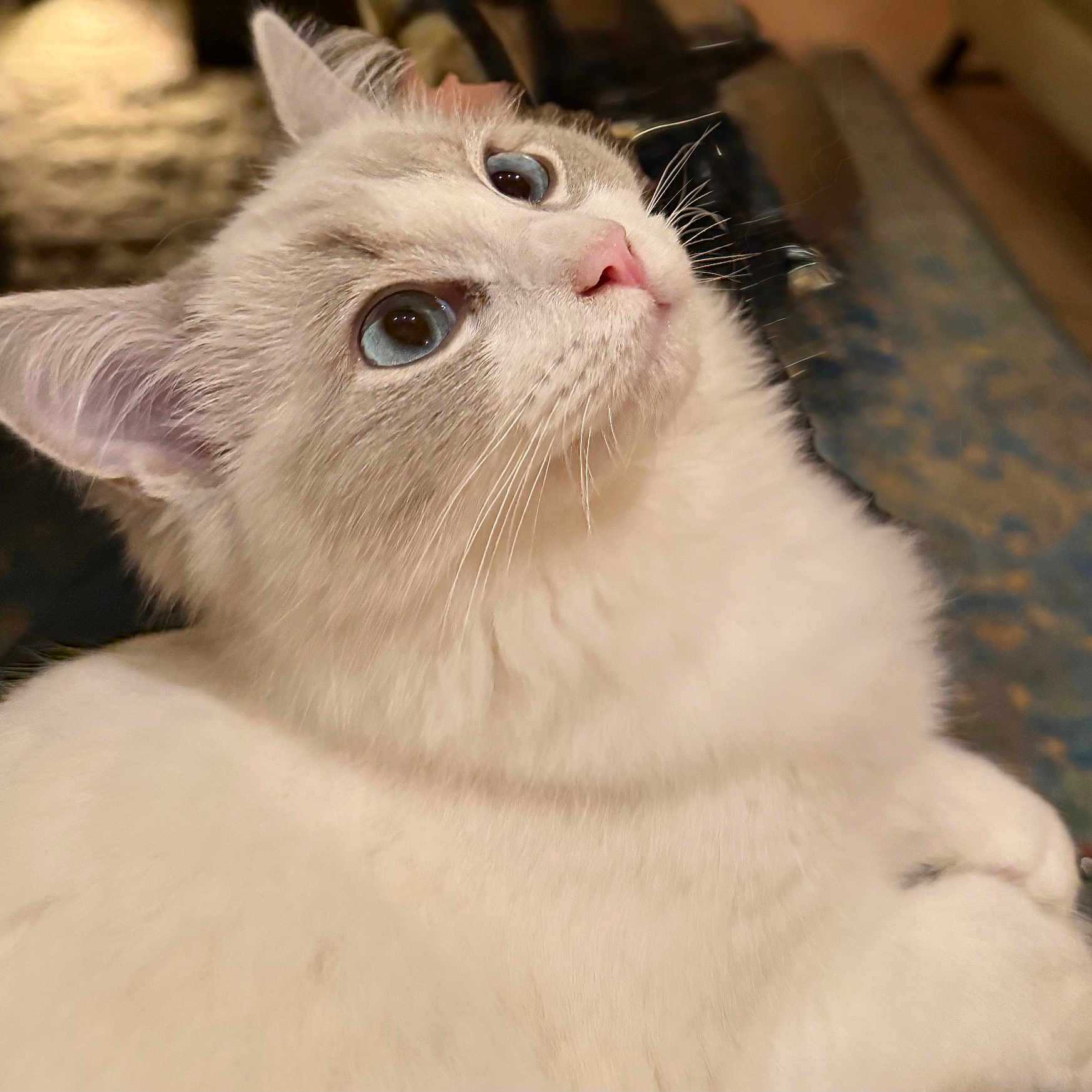 Ava participe au concours pour gagner de l'argent avec cette photo : cat, white_cat, fluffy, blue_eyes, pink_nose, whiskers, feline, pet, animal, close_up, portrait, looking_up, indoors, cozy, fur, ears, face, cute, home, photography