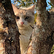Ava participe au concours pour gagner de l'argent avec cette photo : cat, feline, pet, animal, face, eyes, whiskers, ears, fur, cream_colored, white, peeking, tree, tree_trunk, bark, moss, outdoors, forest, nature, portrait