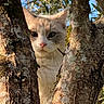 cat, feline, pet, animal, face, eyes, whiskers, ears, fur, cream_colored, white, peeking, tree, tree_trunk, bark, moss, outdoors, forest, nature, portrait
