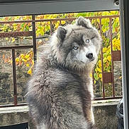 Vulcan participe au concours pour gagner de l'argent avec cette photo : dog, sitting, blue_eyes, fluffy, fur, outdoor, autumn, leaves, metal_railing, rust, concrete, nature, pet, animal, side_view, curious, fence, backyard, canine, portrait