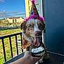 dog, birthday_hat, frosting_on_muzzle, tongue_out, blue_eyes, bandana, party, cake, hand_holding_treat, porch, railing, outdoor, grass, building, sky, pet, celebration, paw, treat, dessert
