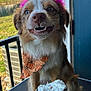 dog, puppy, party_hat, birthday_hat, bandana, orange_bandana, frosting, sprinkles, cookie_cake, hand, paw, tongue, teeth, porch, balcony, railing, table, outdoor, window, smile