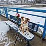 dog, blue_eyes, bench, snow, leash, blue_railing, frozen_river, red_flowers, memorial_plaque, sidewalk, paw_prints, houses, winter, outdoor, metal_bench, portrait, sitting, cold_weather, concrete, australian_shepherd