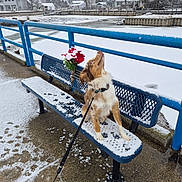 Pumpkin is registered to the contest to win money with this photo: dog, bench, snow, winter, waterfront, railing, leash, flowers, frozen_canal, footprints, houses, park, outdoor, cold, pet, sitting, looking_up, blue_metal, walkway, overcast