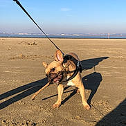 Pablo participe au concours pour gagner de l'argent avec cette photo : dog, french_bulldog, beach, sand, stick, leash, sunlight, shadow, outdoor, pet, canine, playful, daytime, animal, nature, happy, brown, small_dog, clear_sky, fun