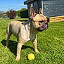 Pablo a rejoint le concours — aidez-le/la à gagner de superbes lots ! dog, french_bulldog, tennis_ball, grass, lawn, outdoor, sunny, blue_sky, shed, pet, animal, canine, alert, daylight, greenery, summer, nature, playful, domestic, yard