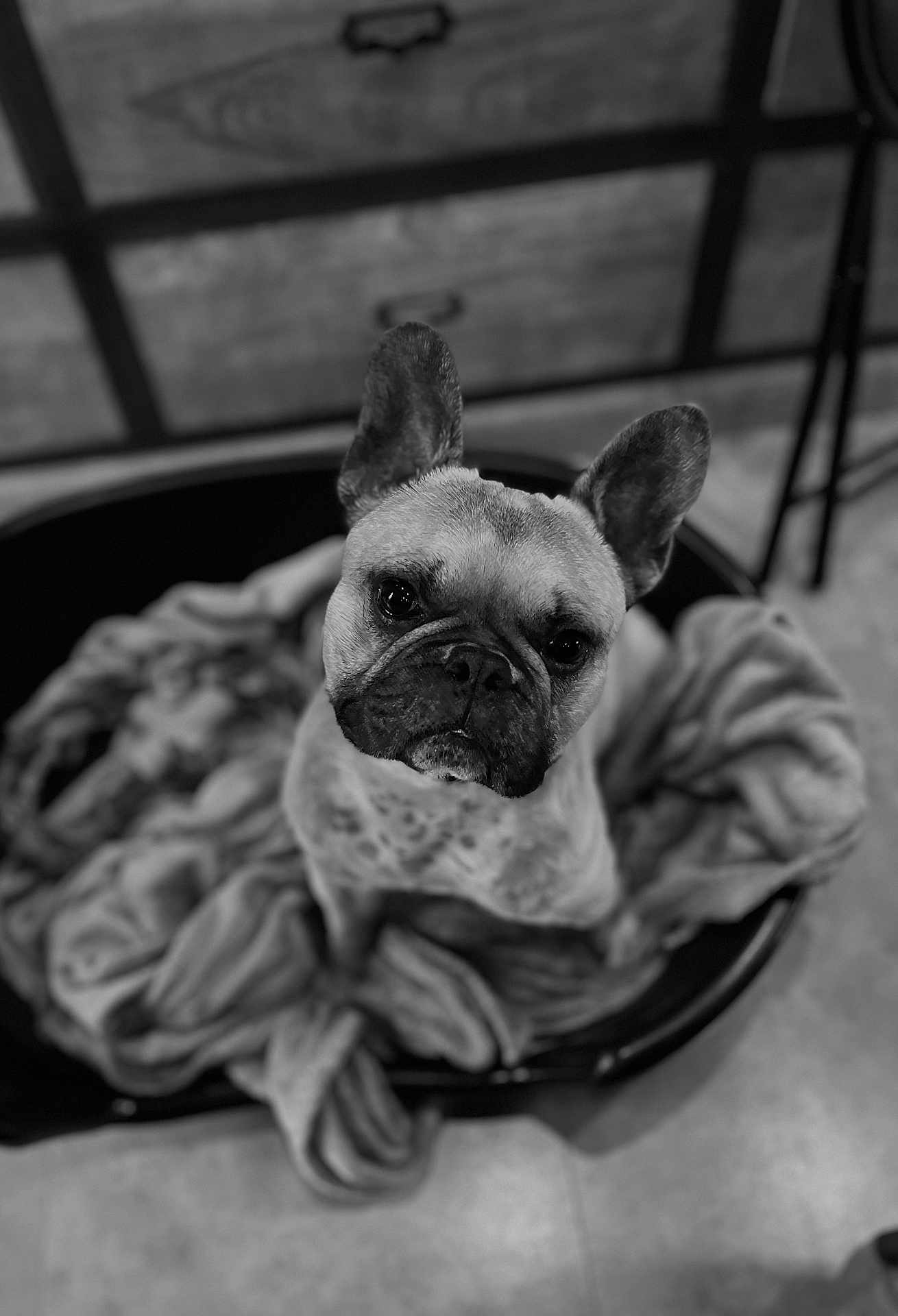 Pablo a rejoint le concours — aidez-le/la à gagner de superbes lots ! dog, french_bulldog, pet_bed, blanket, indoor, black_and_white, portrait, looking_up, ears, fur, cute, animal, companion, floor, wrinkles, canine, sitting, close_up, soft_texture, attention