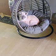 Whiskey joined the competition — help win amazing prizes! cat, blue_eyes, indoor, hanging_chair, cushion, flooring, wooden_floor, pet, furniture, relaxed, cozy, animal, home, iron, appliance, domestic, resting, cute, whiskers, tail