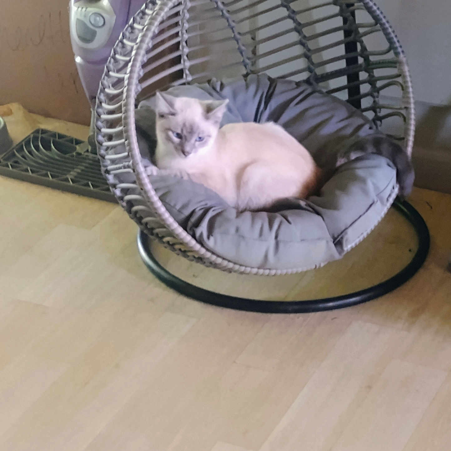 Whiskey joined the competition — help win amazing prizes! animal, appliance, blue_eyes, cat, cozy, cushion, cute, domestic, flooring, furniture, hanging_chair, home, indoor, iron, pet, relaxed, resting, tail, whiskers, wooden_floor