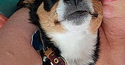 Cocoabean is registered to the contest to win money with this photo: black, blanket, brown, casual, closeup, collar, comfort, couch, dog, face, fur, indoor, person, pet, portrait, relaxing, selfie, smile, snuggling, white