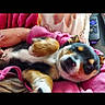 Cocoabean joined the competition — help win amazing prizes! animal, closeup, companion, cozy, cute, dog, domestic, fur, indoor, nap, person_arm, pet, pink_blanket, puppy, relaxing, remote_control, resting, sleeping, small_dog, snuggled