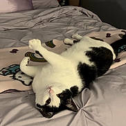 Stella is registered to the contest to win money with this photo: cat, bed, blanket, pillow, flower_vase, flowers, stretching, indoor, cozy, feline, black_and_white, pet, relaxed, fur, bedroom, soft_lighting, comfort, domestic_animal, resting, curious