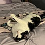 bed, bedroom, black_and_white, blanket, cat, comfort, cozy, curious, domestic_animal, feline, flower_vase, flowers, fur, indoor, pet, pillow, relaxed, resting, soft_lighting, stretching