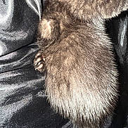 Muffin joined the competition — help win amazing prizes! animal, black, black_fur, close_up, cozy, cute, domestic_animal, fabric, fur, furry, kitten, paw, paw_pads, pet, resting, sleeping, soft, texture, tiny, young