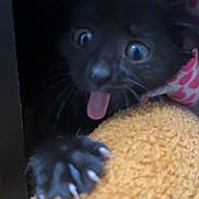 Muffin joined the competition — help win amazing prizes! black_kitten, cat, paw, claws, tongue, wide_eyes, fur, towel, orange_towel, feline, cute, pet, animal, indoor, close_up, soft_texture, curious, playful, young_cat, dark_background