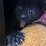 black_kitten, cat, paw, claws, tongue, wide_eyes, fur, towel, orange_towel, feline, cute, pet, animal, indoor, close_up, soft_texture, curious, playful, young_cat, dark_background