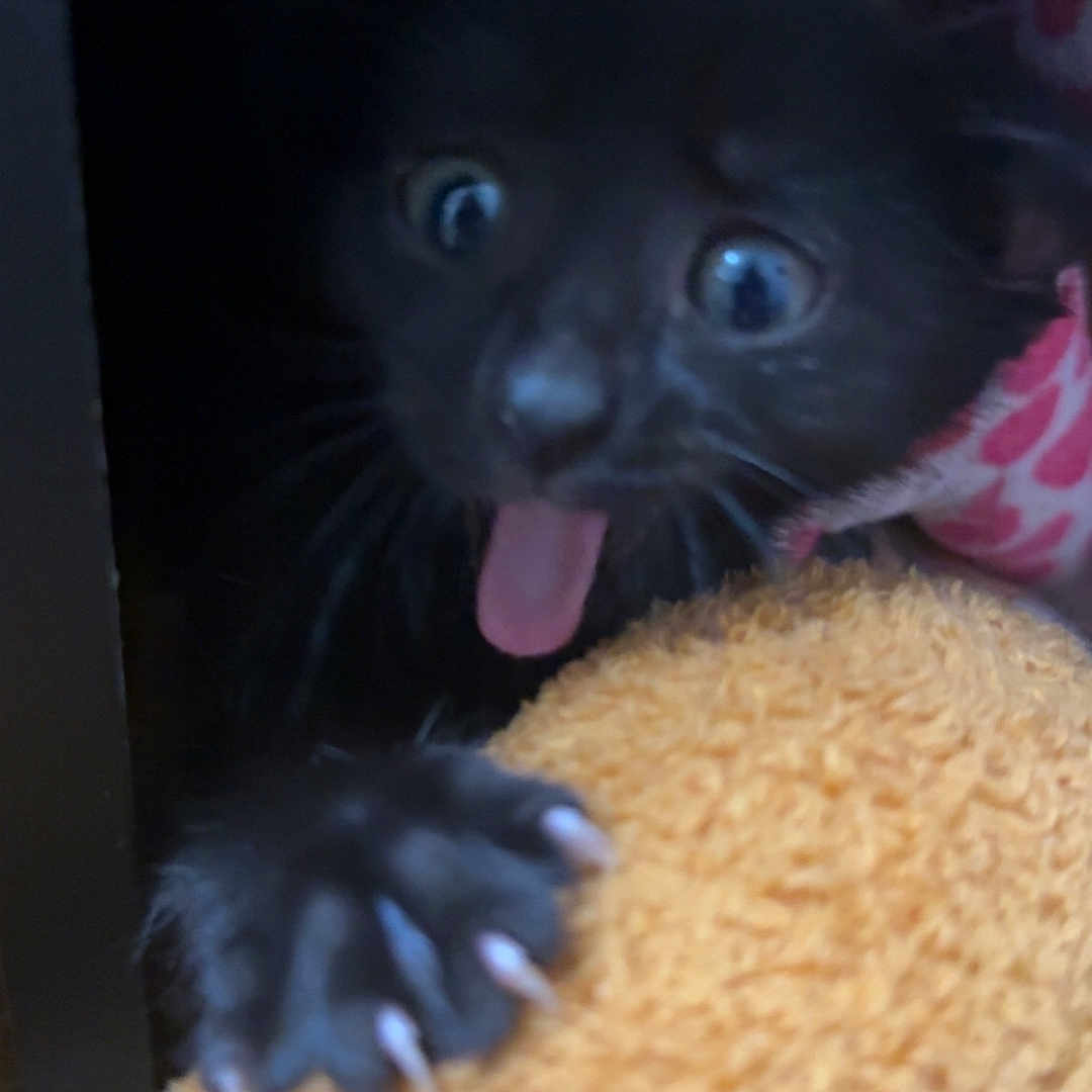Muffin joined the competition — help win amazing prizes! animal, black_kitten, cat, claws, close_up, curious, cute, dark_background, feline, fur, indoor, orange_towel, paw, pet, playful, soft_texture, tongue, towel, wide_eyes, young_cat