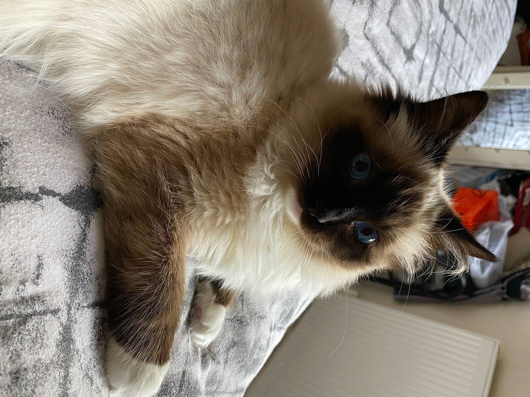 Jacob joined the competition — help win amazing prizes! balinese, birman, carnivore, cat, claw, comfort, fawn, felidae, fur, nap, paw, siamese, small_to_medium_sized_cats, snout, tail, terrestrial_animal, thai, tonkinese, whiskers