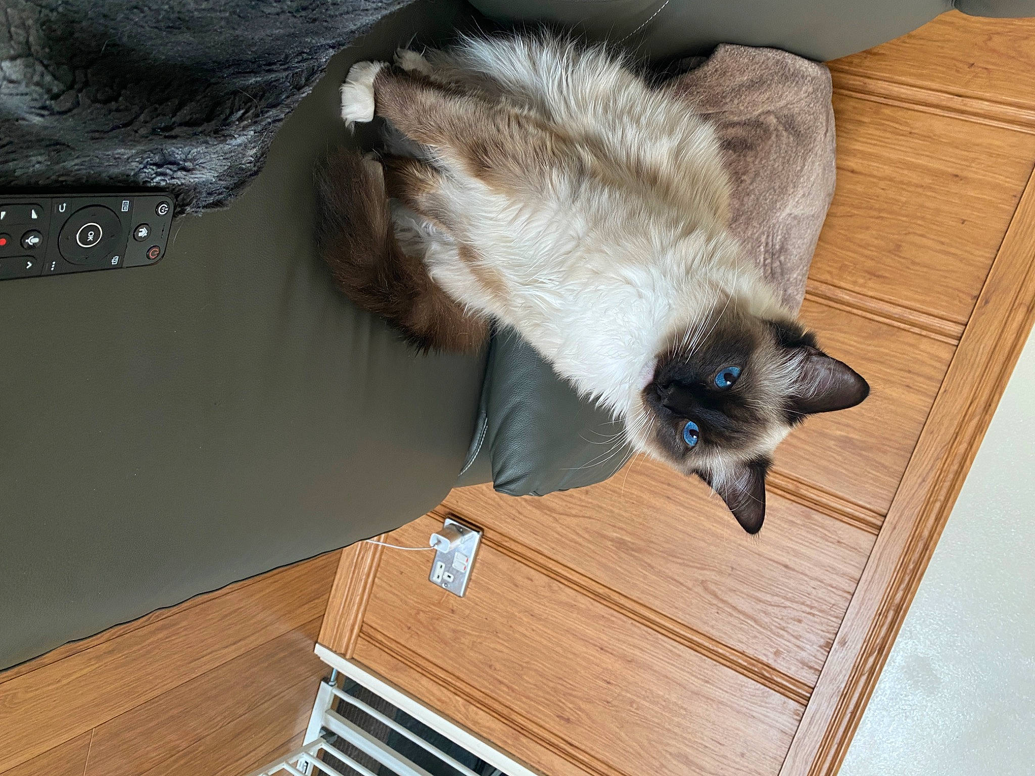 Jacob joined the competition — help win amazing prizes! balinese, carnivore, cat, claw, comfort, dog_breed, fawn, felidae, flooring, fur, hardwood, siamese, small_to_medium_sized_cats, tail, terrestrial_animal, thai, varnish, whiskers, wood, wood_stain