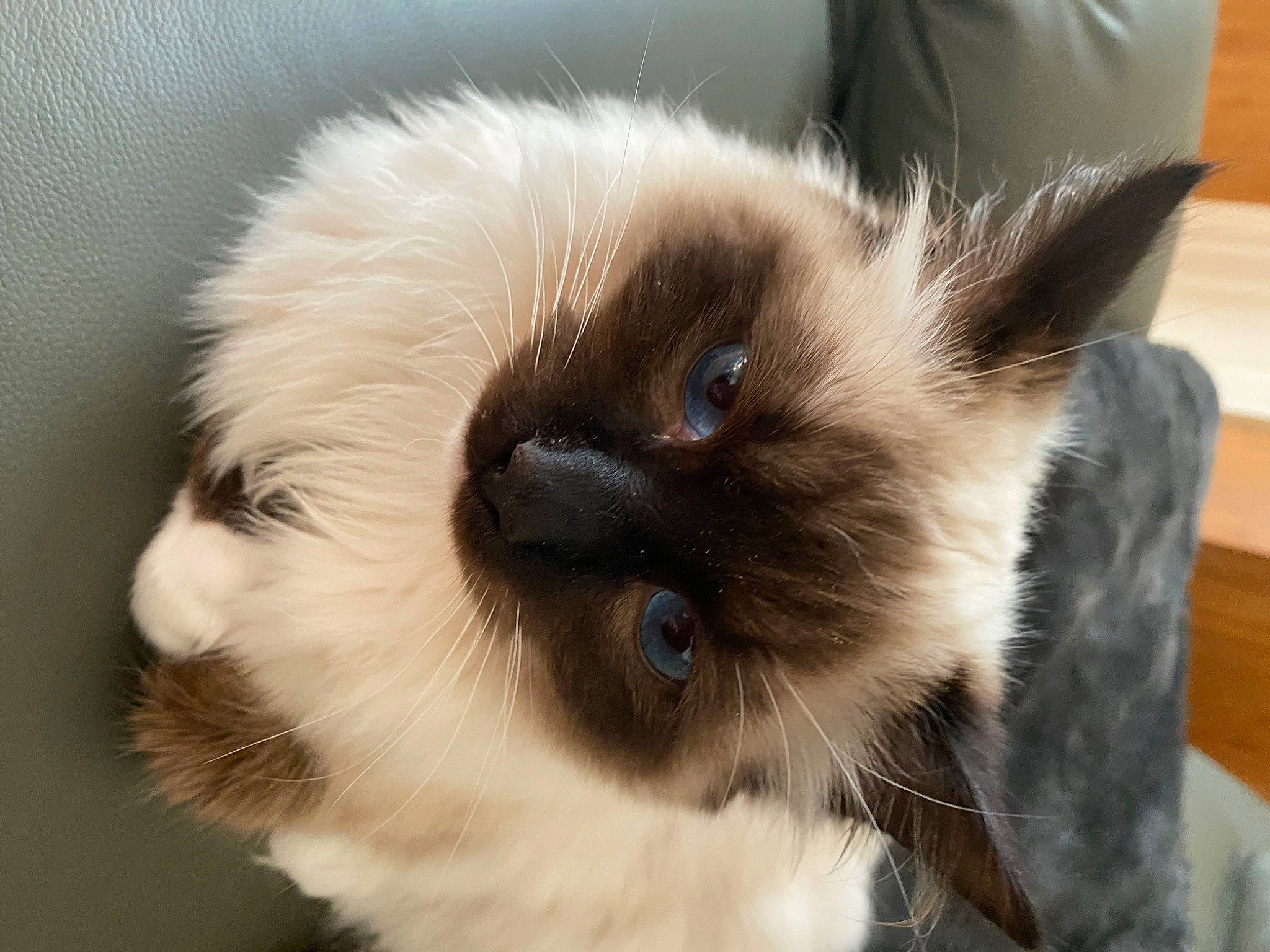 Jacob is registered to the contest to win money with this photo: balinese, birman, carnivore, cat, curious, eye, fawn, felidae, fur, head, iris, ragdoll, siamese, small_to_medium_sized_cats, snout, terrestrial_animal, thai, whiskers