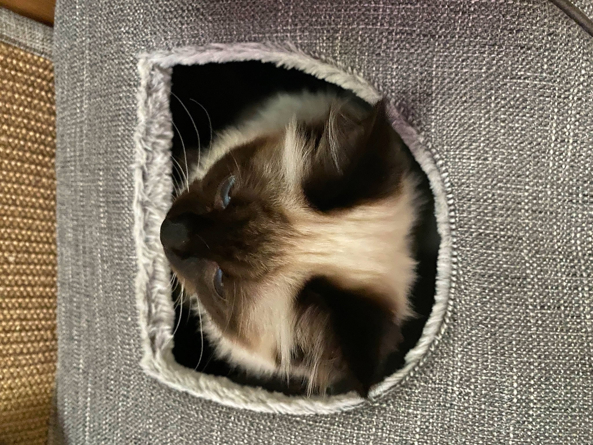 Jacob is registered to the contest to win money with this photo: balinese, birman, carnivore, cat, domestic_short_haired_cat, fawn, felidae, fur, grey, monochrome, monochrome_photography, ragdoll, siamese, small_to_medium_sized_cats, tail, terrestrial_animal, thai, whiskers, wood, woven_fabric