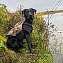 dog, black_dog, wet_fur, camouflage_vest, pond, water, grass, plants, bushes, outdoor, nature, cloudy_sky, animal, pet, sitting, loyal, adventure, wildlife, landscape, vibrant