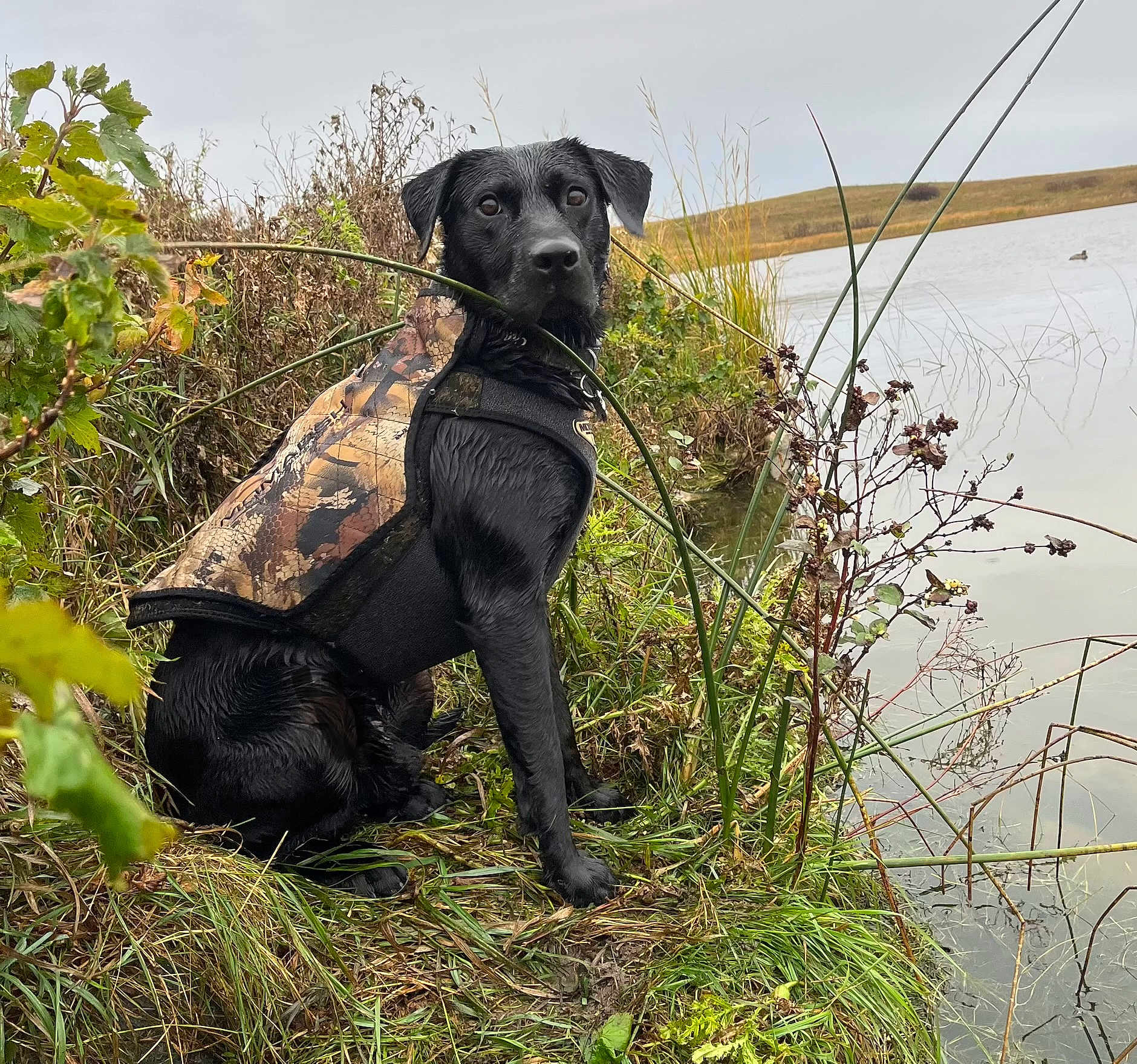 Boone joined the competition — help win amazing prizes! dog, black_dog, wet_fur, camouflage_vest, pond, water, grass, plants, bushes, outdoor, nature, cloudy_sky, animal, pet, sitting, loyal, adventure, wildlife, landscape, vibrant
