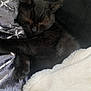 black_cat, kitten, sleeping, cozy, blanket, soft, nap, furry, pet, animal, cute, resting, indoor, fur, whiskers, paw, relaxed, home, comfort, adorable