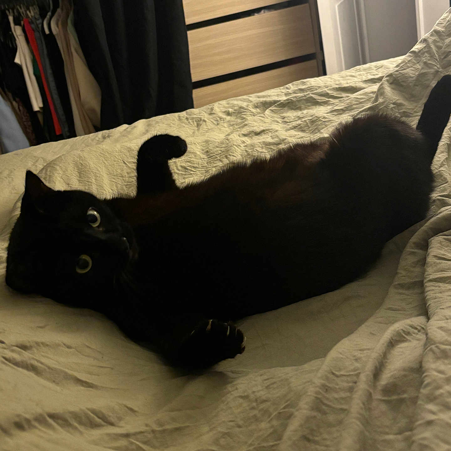 Vassariah participe au concours pour gagner de l'argent avec cette photo : bed, bedroom, black_cat, blanket, clothing, cozy, curiosity, curtains, domestic_cat, dresser, feline, fur, furniture, indoor, pet, relaxing, resting, sleepy, soft_light, wide_eyes