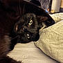 black_cat, cat, pet, animal, indoor, bed, blanket, fur, whiskers, eyes, relaxed, cute, feline, resting, cozy, soft, domestic_cat, household, sleeping_area, cat_tree