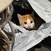 Ginger is registered to the contest to win money with this photo: cat, orange_cat, white_cat, curious, plastic_bag, tear, indoor, floor, chair_leg, pet, animal, whiskers, ears, wide_eyes, cute, playful, curiosity, feline, domestic_cat, closeup