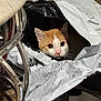 cat, orange_cat, white_cat, curious, plastic_bag, tear, indoor, floor, chair_leg, pet, animal, whiskers, ears, wide_eyes, cute, playful, curiosity, feline, domestic_cat, closeup