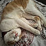 Ginger joined the competition — help win amazing prizes! cat, sleeping, bed, fur, collar, pink_nose, paw, whiskers, domestic_animal, relaxation, cute, pet, animal, feline, indoor, resting, cozy, patterned_bedspread, closeup, soft