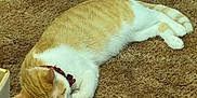 Ginger joined the competition — help win amazing prizes! cat, orange_cat, white_cat, sleeping, collar, carpet, brown_carpet, indoor, pet, feline, resting, cozy, cardboard_box, box, fur, cute, domestic_cat, animal, whiskers, quiet