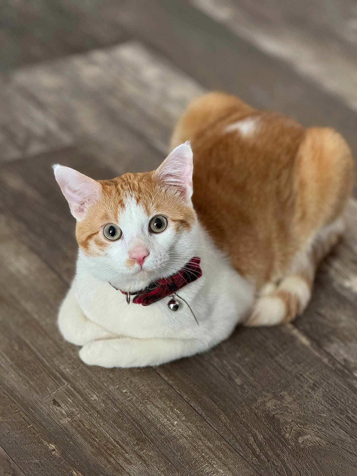 Ginger joined the competition — help win amazing prizes! cat, orange_and_white, collar, bell, pet, animal, indoor, wooden_floor, feline, cute, curious, sitting, fur, whiskers, ears, eyes, domestic_cat, mammal, closeup, portrait