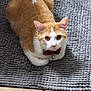 Ginger is registered to the contest to win money with this photo: cat, orange, white, bow_tie, bell, pet, animal, fur, cute, indoor, floor, rug, texture, looking_up, small, domestic, whiskers, ears, eyes, sitting