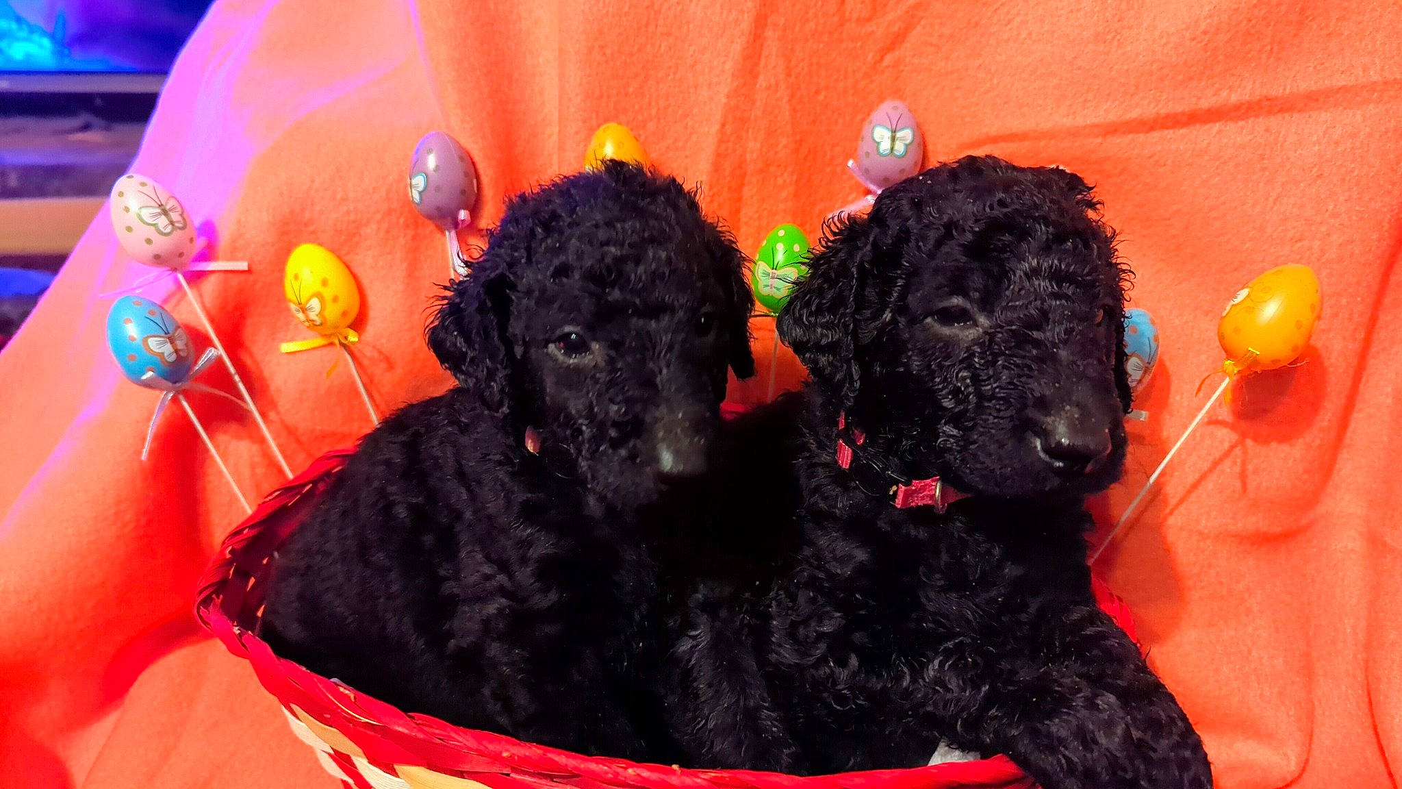 Ezra And Hunter is registered to the contest to win money with this photo: black, canidae, carnivore, companion_dog, dog, dog_breed, dog_food, event, fun, fur, mammal, non_sporting_group, poodle, snout, sporting_group, terrestrial_animal, toy_dog, vertebrate, water_dog, working_animal