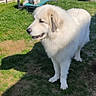 animal, canine, companion, dog, domestic_animal, fluffy, grass, mammal, nature, outdoor, park, pet, play_area, relaxed, shadow, side_view, summer, sunlight, two_dogs, white_dog