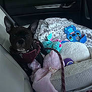 Lilo is registered to the contest to win money with this photo: dog, car_interior, seat, blanket, plush_toy, leash, pet, toy, stuffed_animal, window, seatbelt, black_dog, car_door, fabric, travel, pet_accessory, cozy, indoor, resting, small_dog