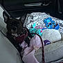 dog, car_interior, seat, blanket, plush_toy, leash, pet, toy, stuffed_animal, window, seatbelt, black_dog, car_door, fabric, travel, pet_accessory, cozy, indoor, resting, small_dog